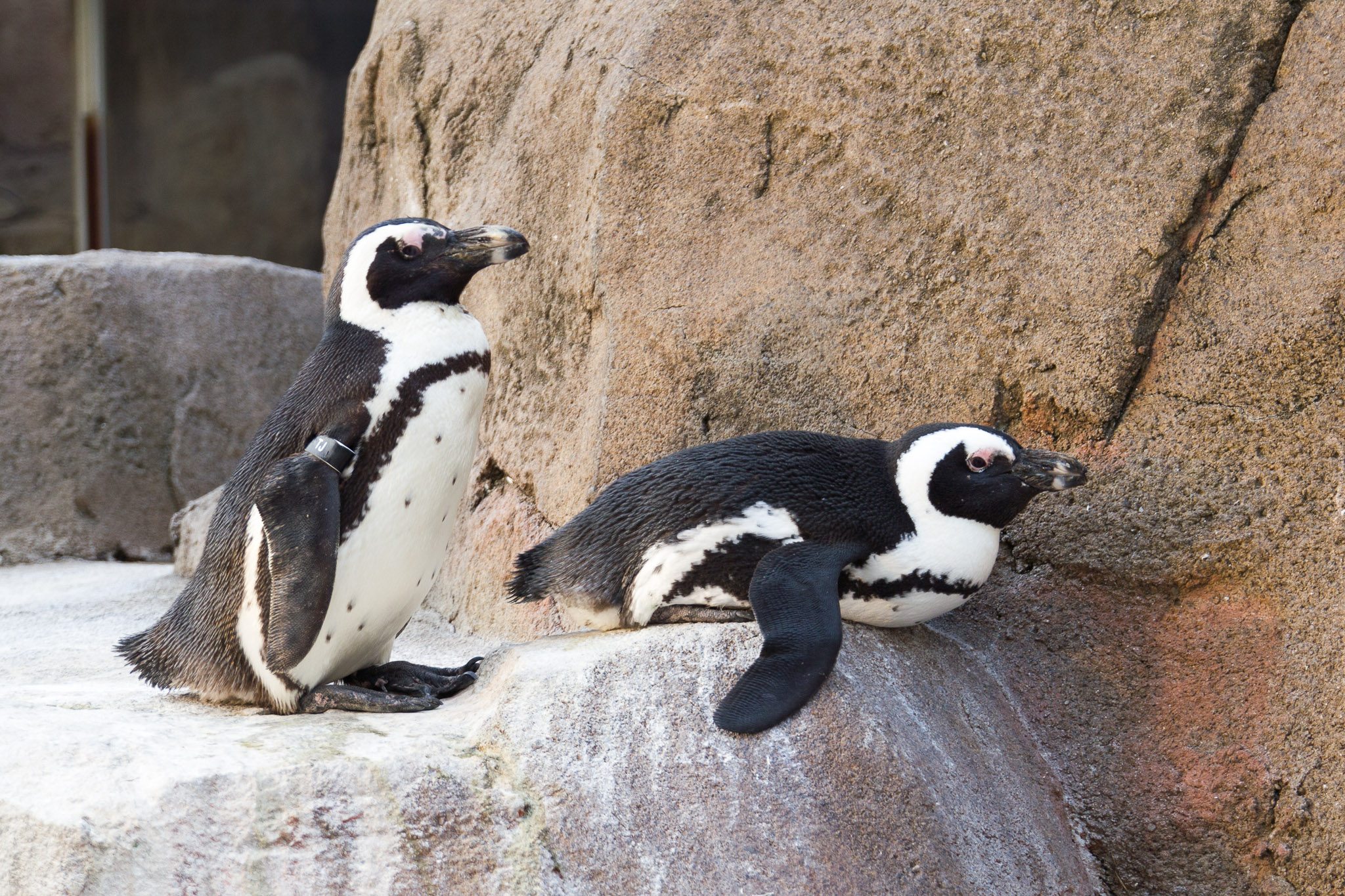 National Aviary Night in the Tropics 2014