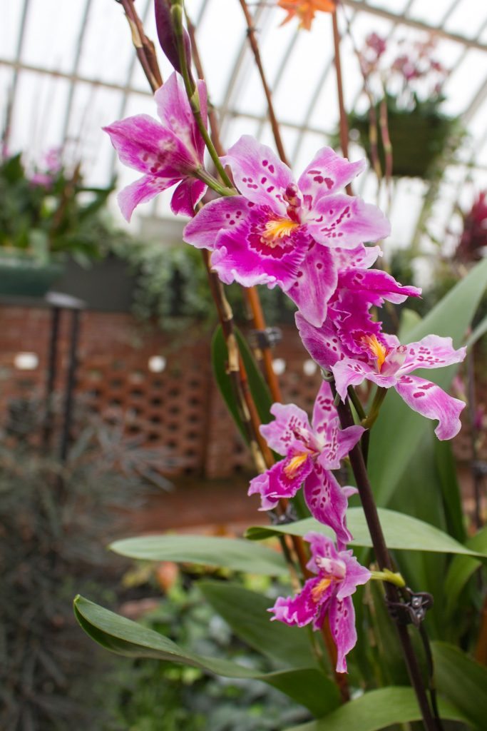 Orchid And Tropical Bonsai Show At Phipps