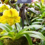 An orchid on display at Phipps' Orchid and Tropical Bonsai Show