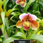 Paphiopedilum, also known as the Venus slipper orchid