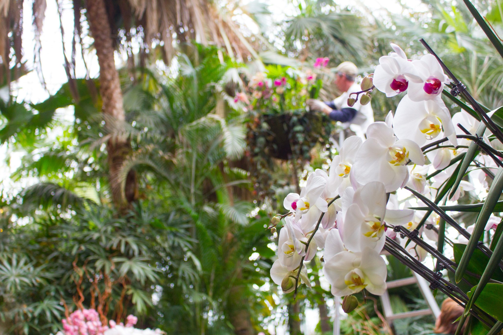 Orchid And Tropical Bonsai Show At Phipps