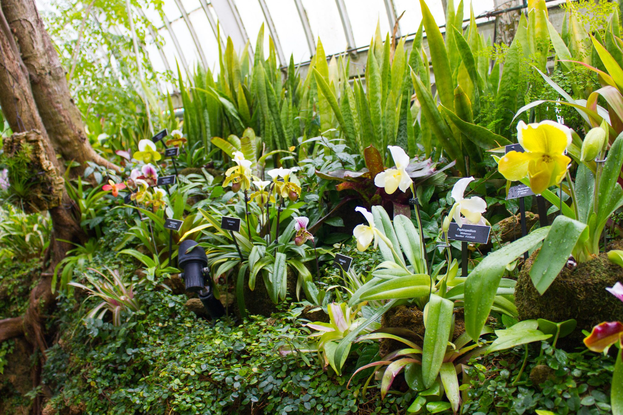 Orchid And Tropical Bonsai Show At Phipps