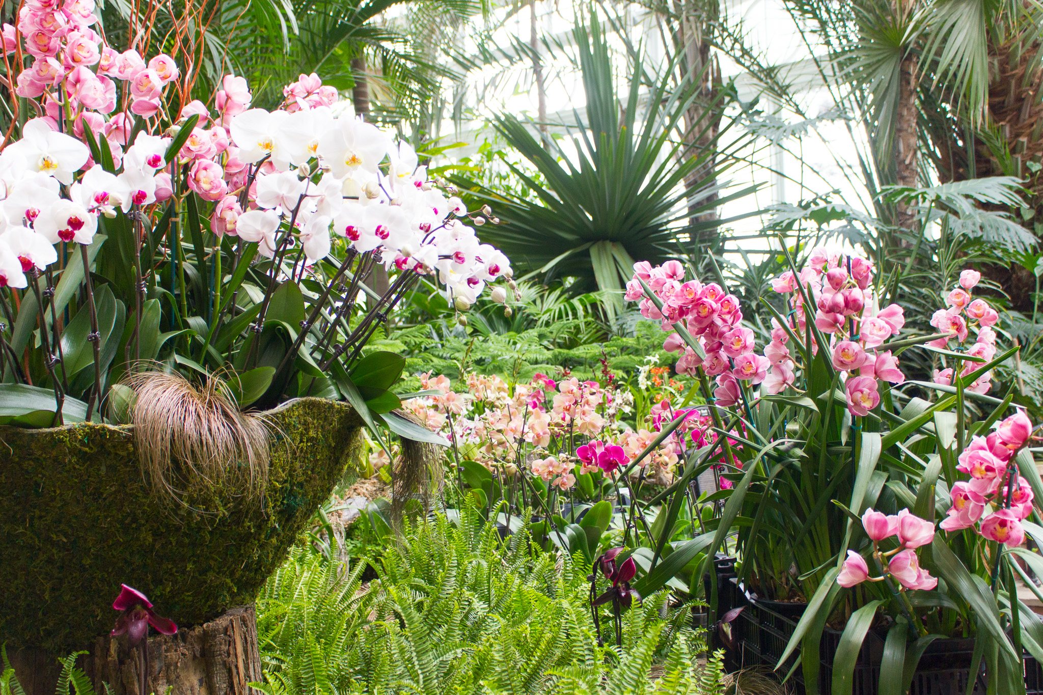 Orchid And Tropical Bonsai Show At Phipps