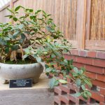 Chinese Banyan on display at Phipps' Orchid and Tropical Bonsai Show