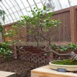 A windswept bonsai at Phipps' Orchid and Tropical Bonsai Show