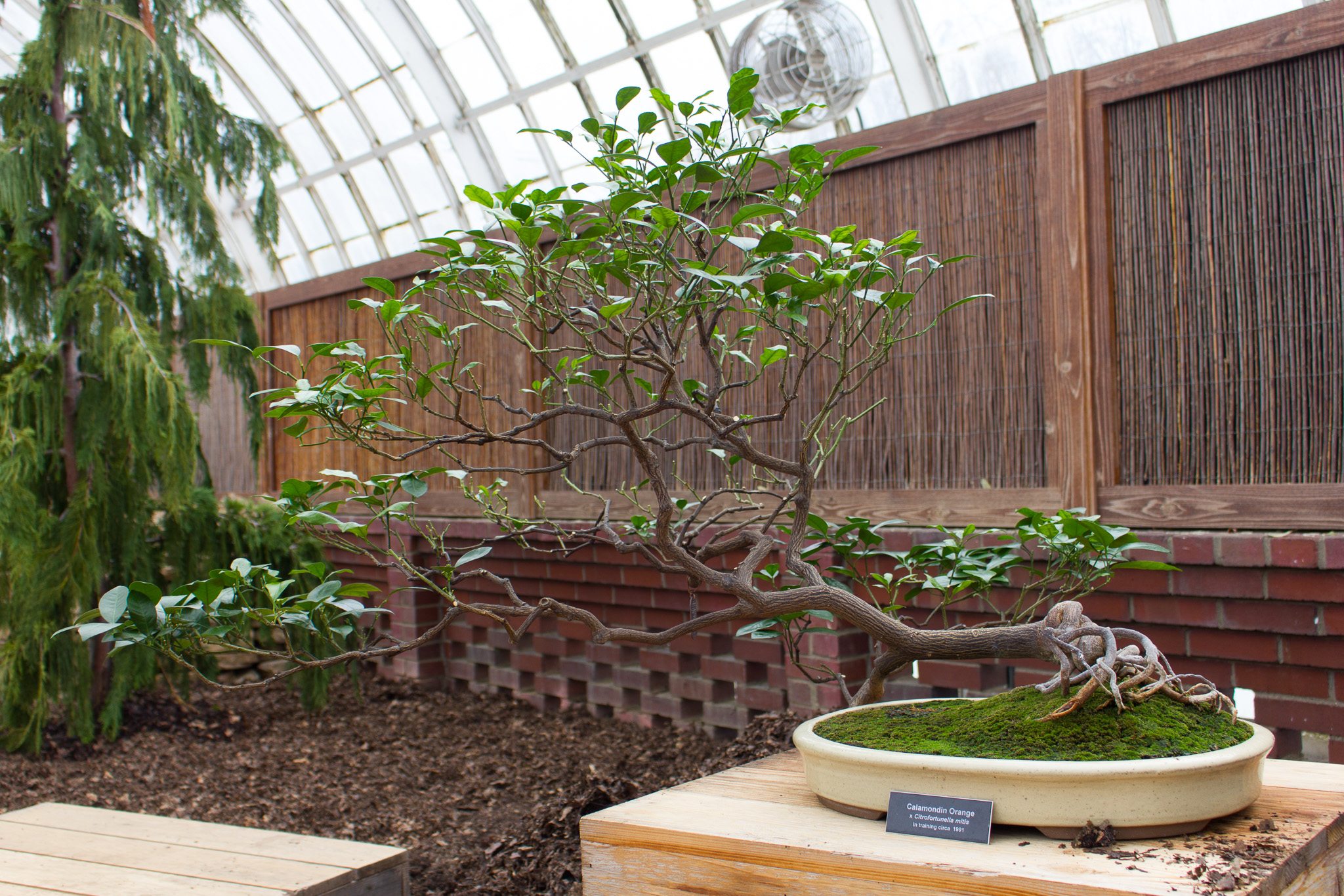 Orchid And Tropical Bonsai Show At Phipps