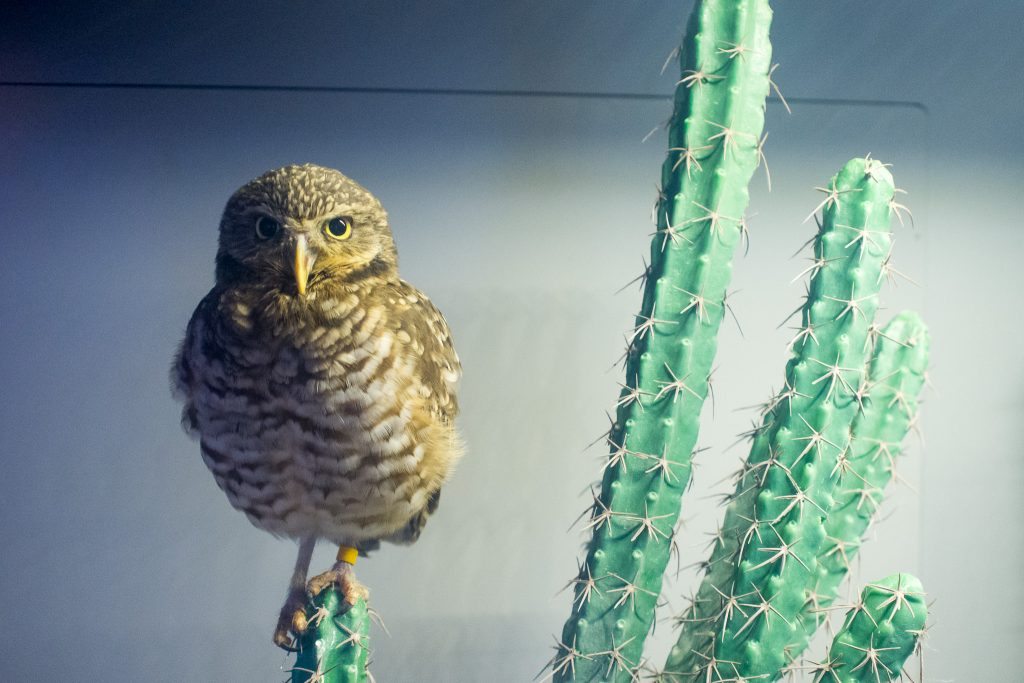 burrowing-owl-1